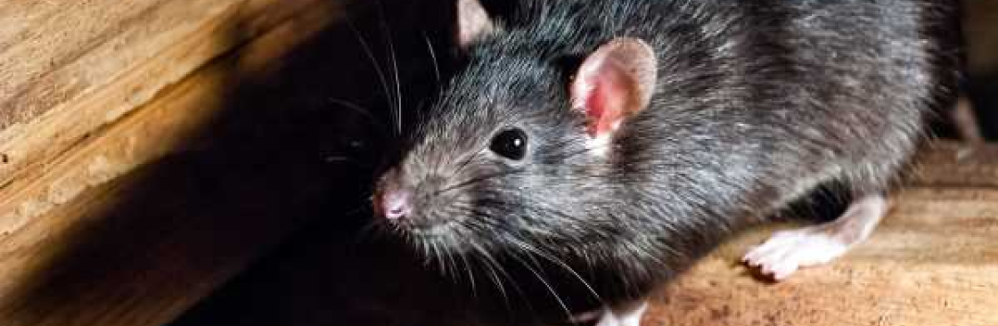 Rats Removal Melbourne Cover Image