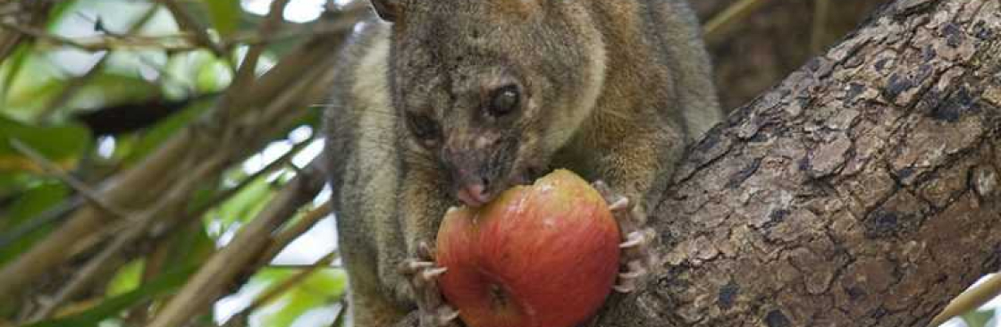 Possum Removal Melbourne Cover Image
