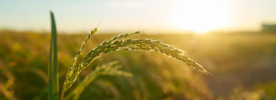 Irri Development Group Cover Image