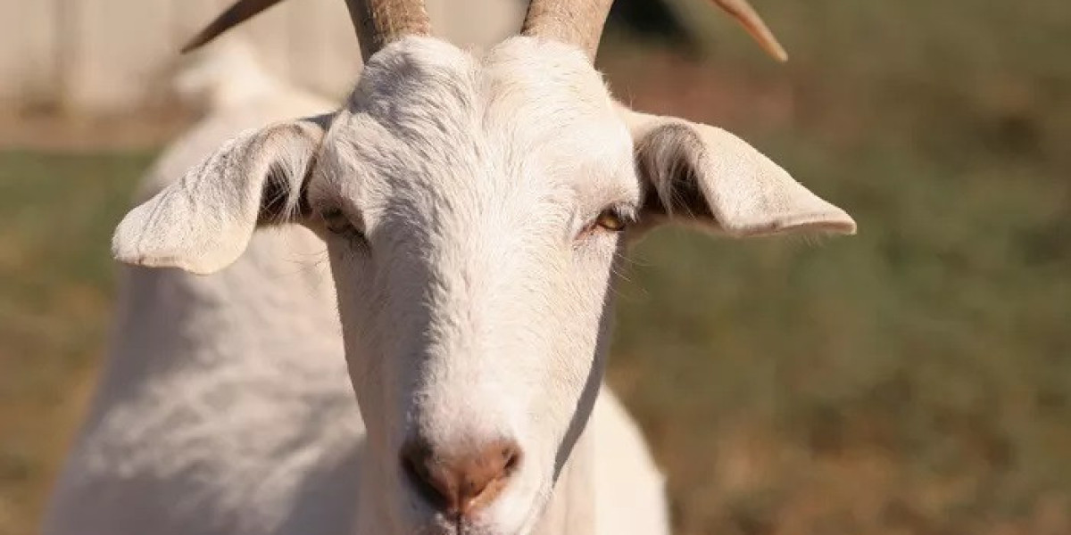 All Goat Meaning and Symbolism
