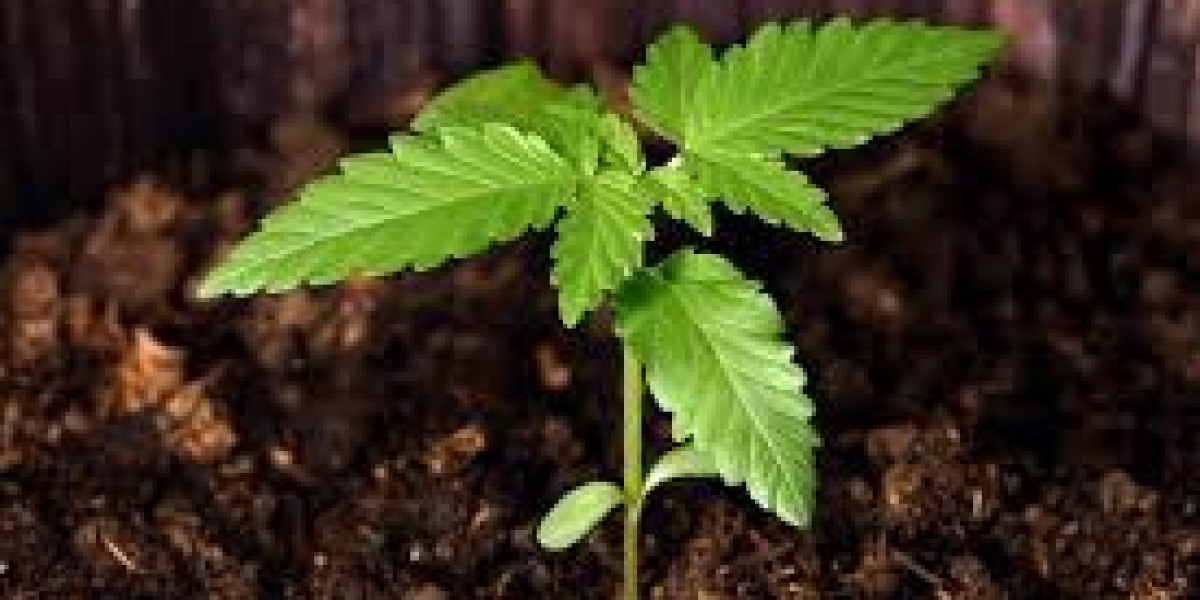 Pot Stecklinge: Realizing Vegetable Cloning, Exploration, in addition to Appropriate Facets