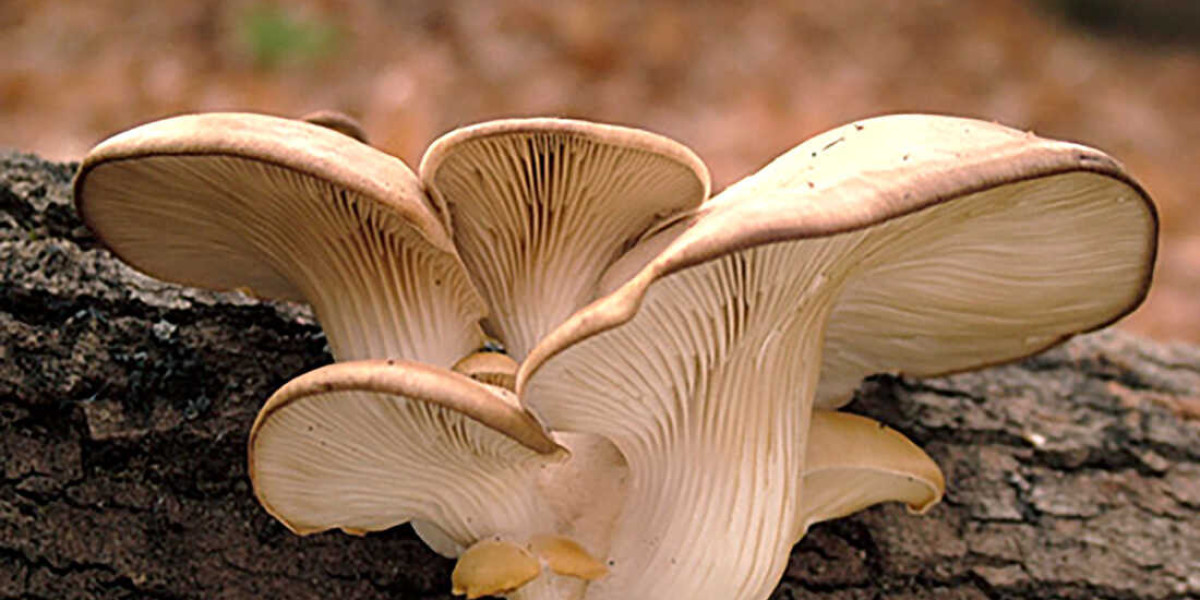 Indonesia Mushroom Market 2025 – Geographical Analysis, Latest Technology, Investment Opportunities, Future Trends and O
