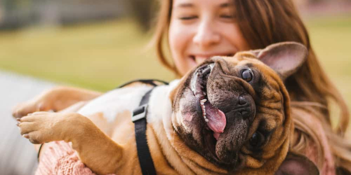 Vet Dentistry Explained: Importance, Procedures, Safety, and Common Dental Problems in Dogs & Cats