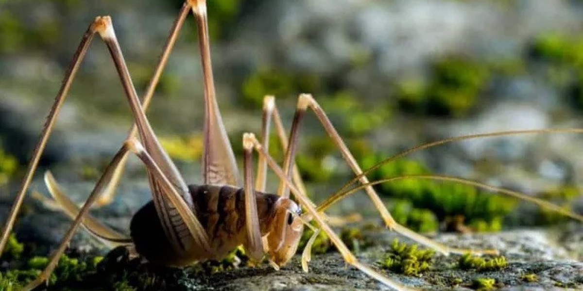 40 Camel Cricket Quotes, Sayings, and Proverbs