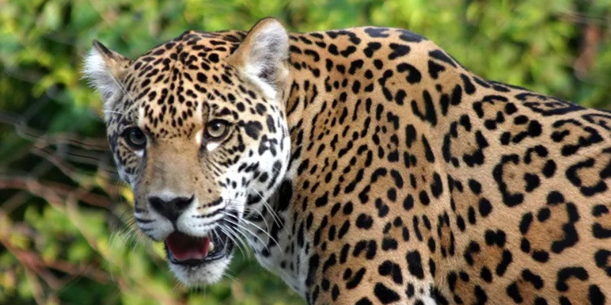 Jaguar Symbolism in Myth and Legend