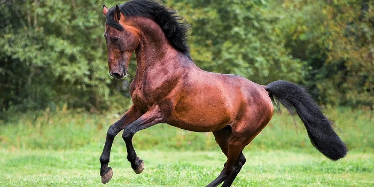 Horse Symbolism: Guidance, Growth, and Transformation
