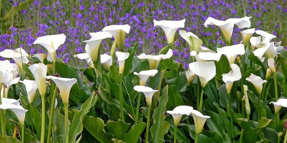 How Can Calla Lily Symbolism Inspire Inner Peace?
