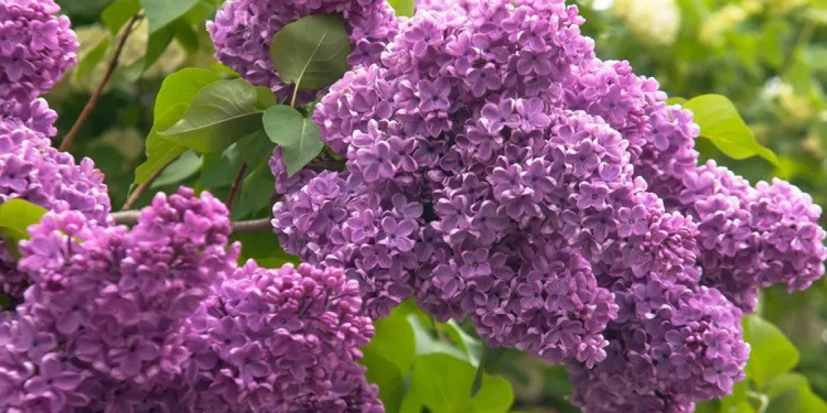How Can Lilac Symbolism Inspire Nostalgia?
