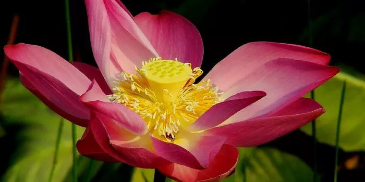 Why Does Lotus Symbolism Represent Purity? A Complete Unveiling