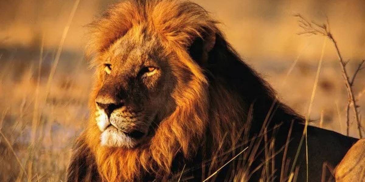 What Deeper Meaning Lies in Lion Symbolism?