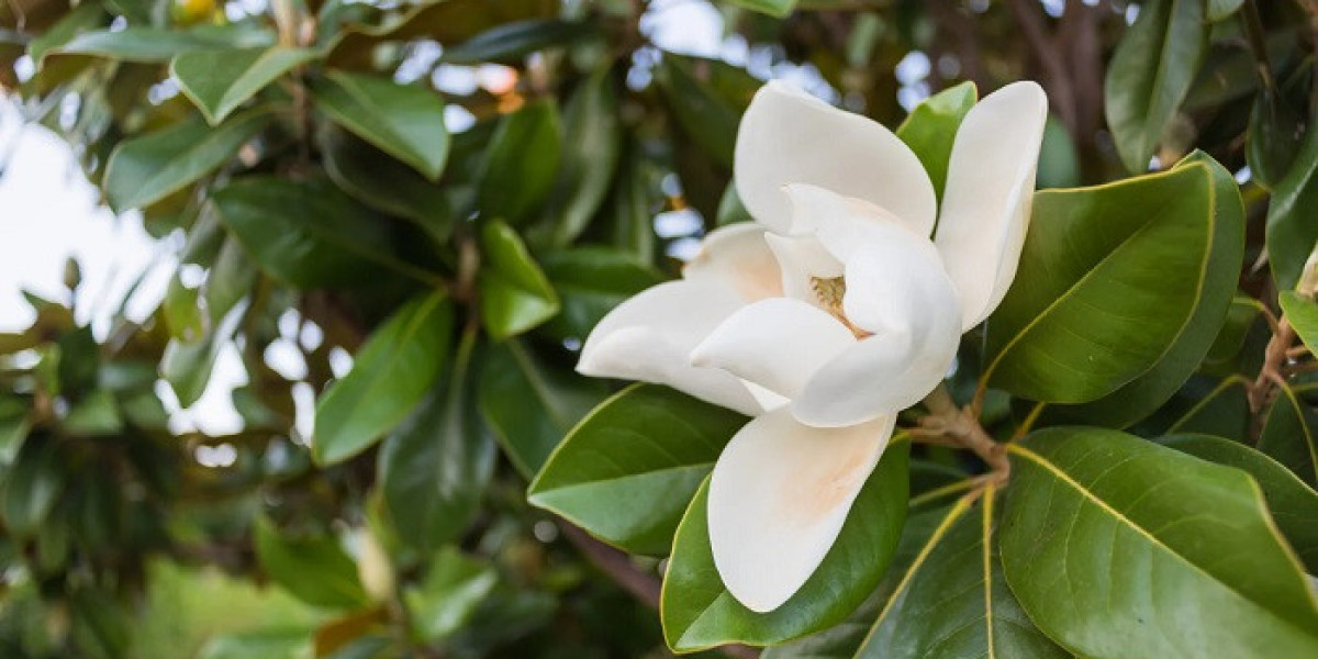 What Emotional Lessons Come From Magnolia Symbolism?