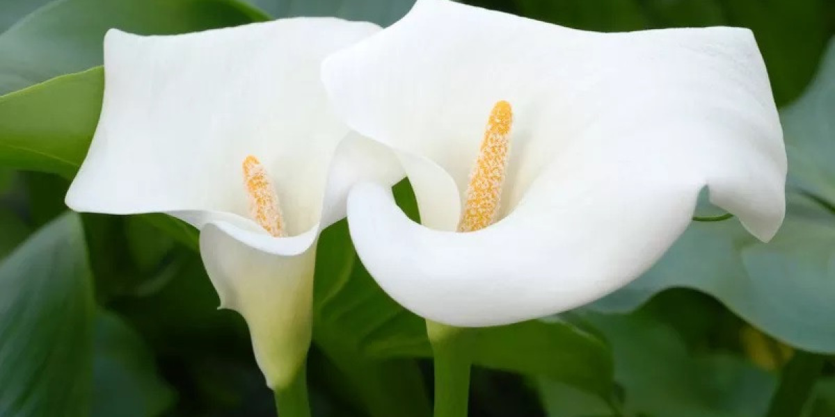 How Can Lily Symbolism Encourage Mindfulness?