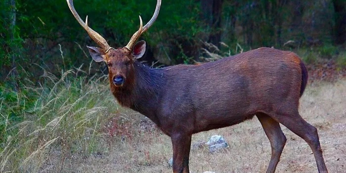 Why Is Deer Symbolism Linked to Gentleness of the Heart?