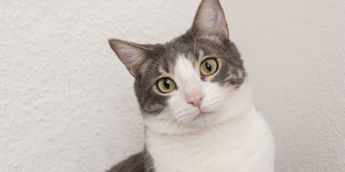 Soothing Solitude: Cat Toys for Separation Anxiety