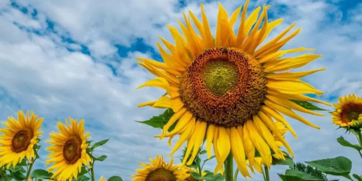 Can Sunflower Symbolism Teach Us Optimism?
