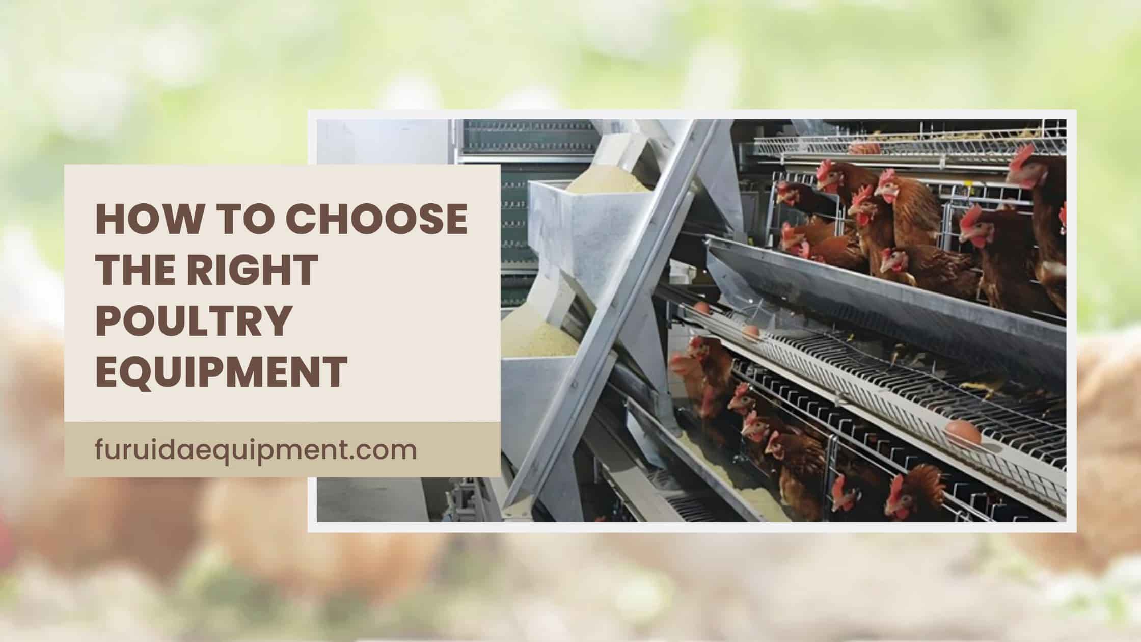 How to Choose the Right Poultry Equipment For Your Farm?