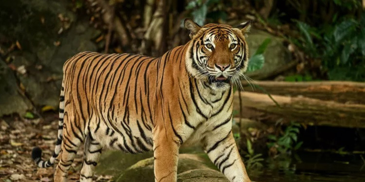 80 Tiger Quotes Inspire a Fierce Approach to Life
