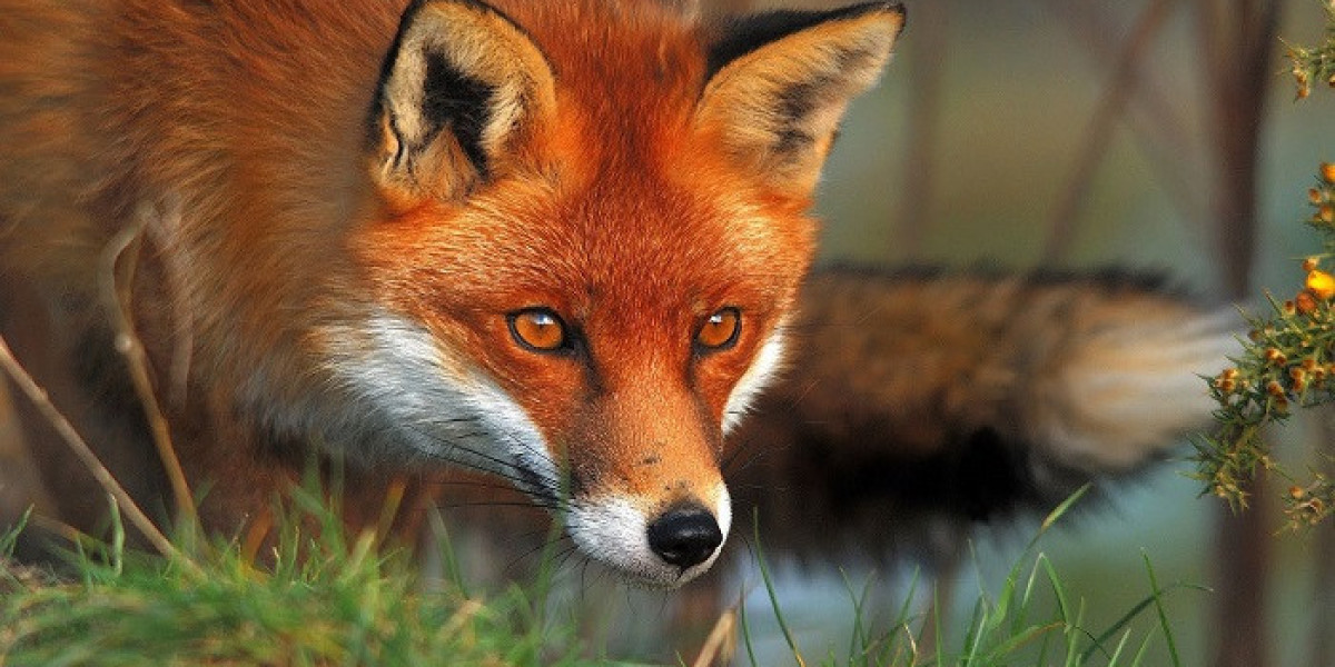 What Spiritual Insights Come From Fox Symbolism?