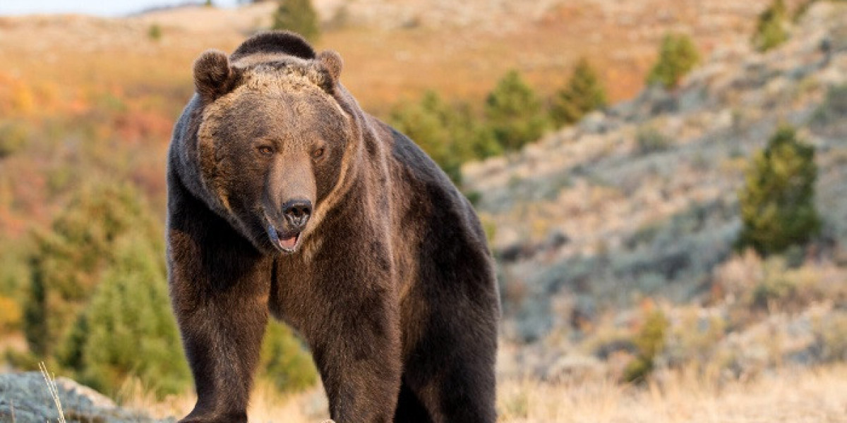 How Can Bear Symbolism Enhance Personal Confidence?