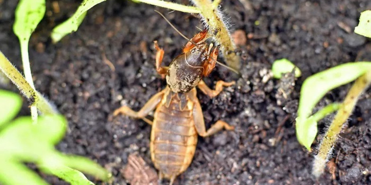 60 Gentle Cricket Quotes to Inspire Peace and Calm