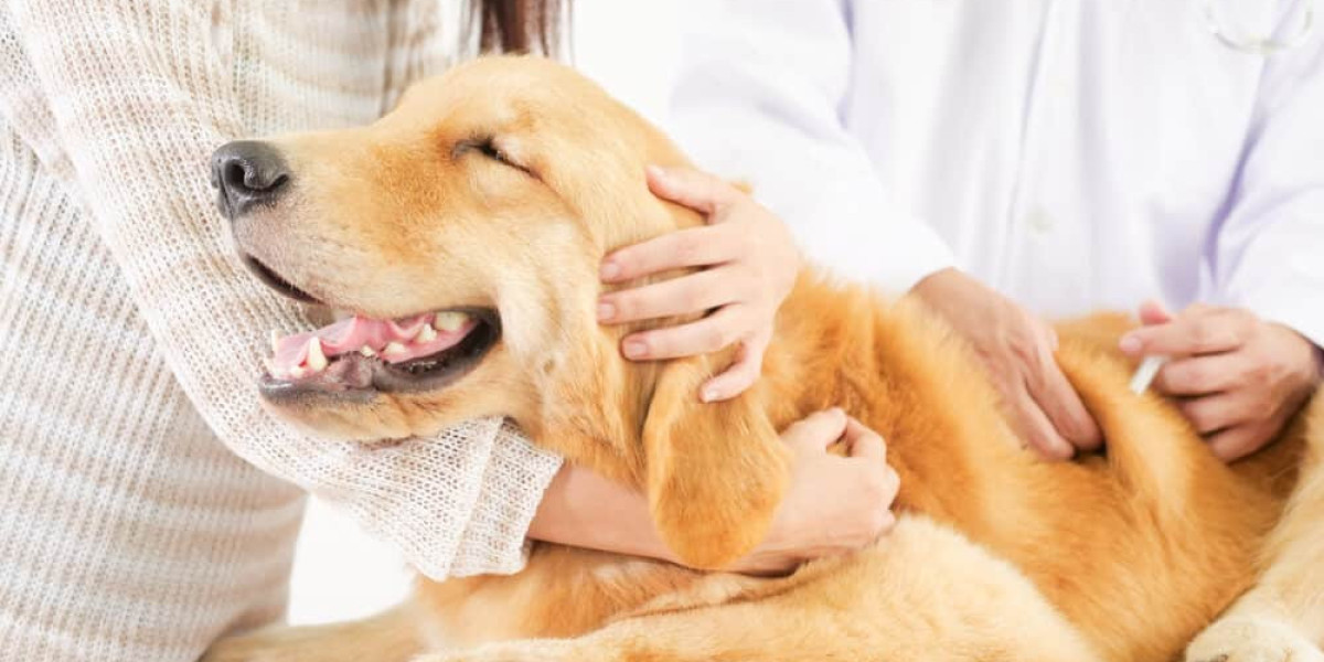 Vet Dentistry Explained: Importance, Procedures, Safety, and Common Dental Problems in Dogs & Cats